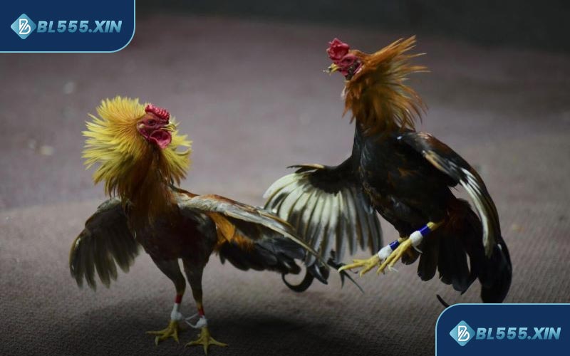 Điểm danh một số game đá gà hót nhất tại nhà cái BL555